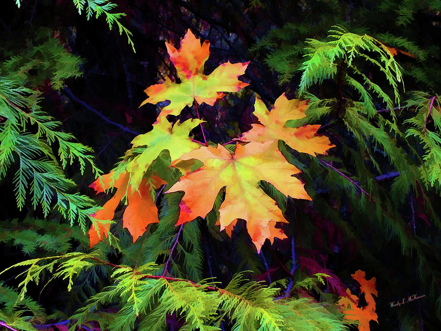 Big Leaf Maple Painting Photograph by Wendy McKennon