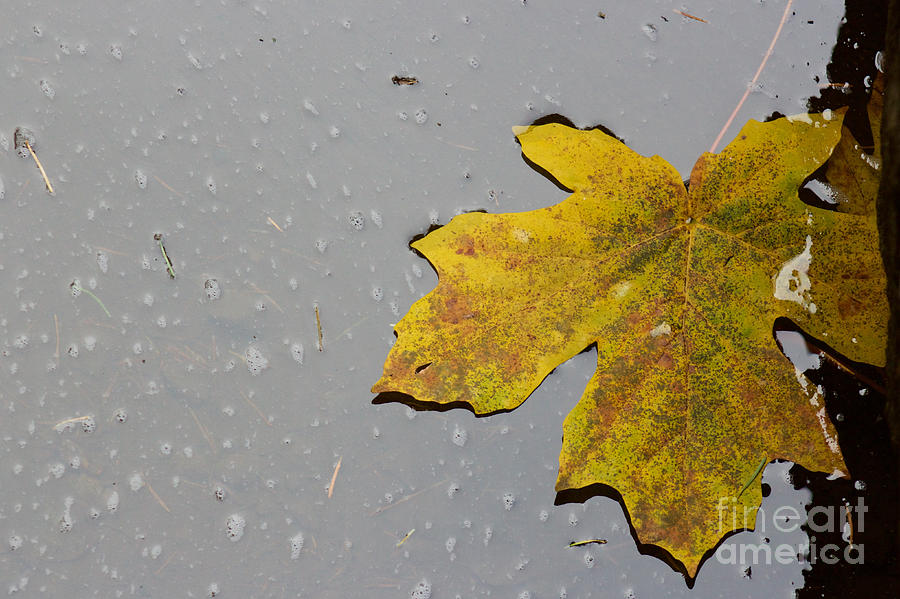Big Leaf Maple Photograph by Sean Griffin