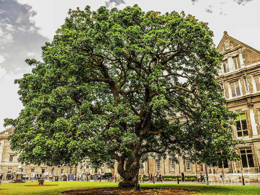 Big Leaf Maple Trinity College Photograph by Lexa Harpell
