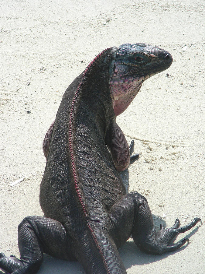 Big Lizard Photograph by Jean Wolfrum