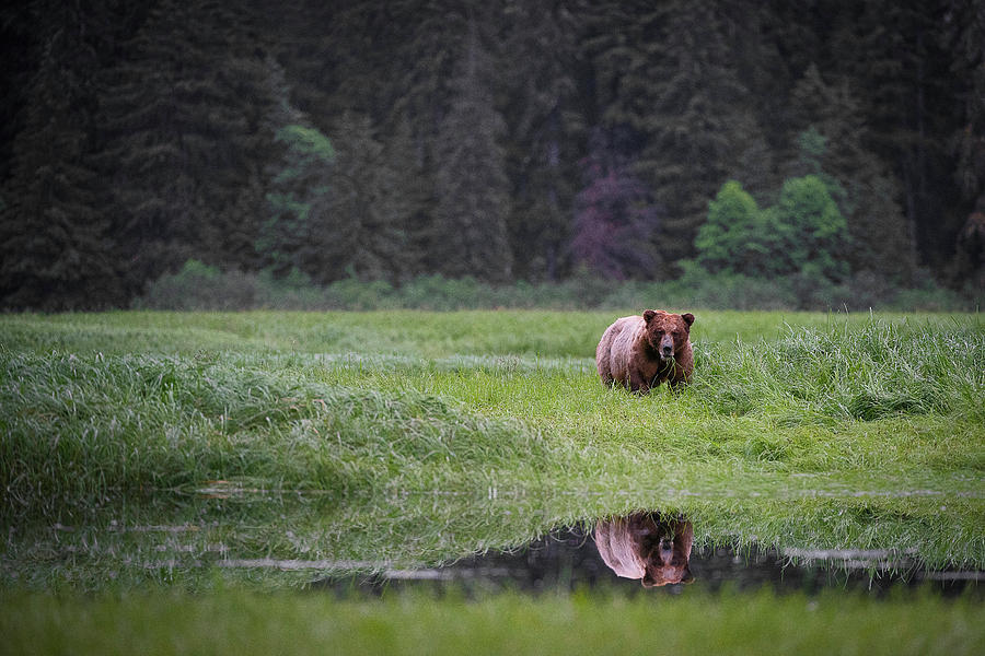 Big Male Grizzly Photograph by Bill Cubitt