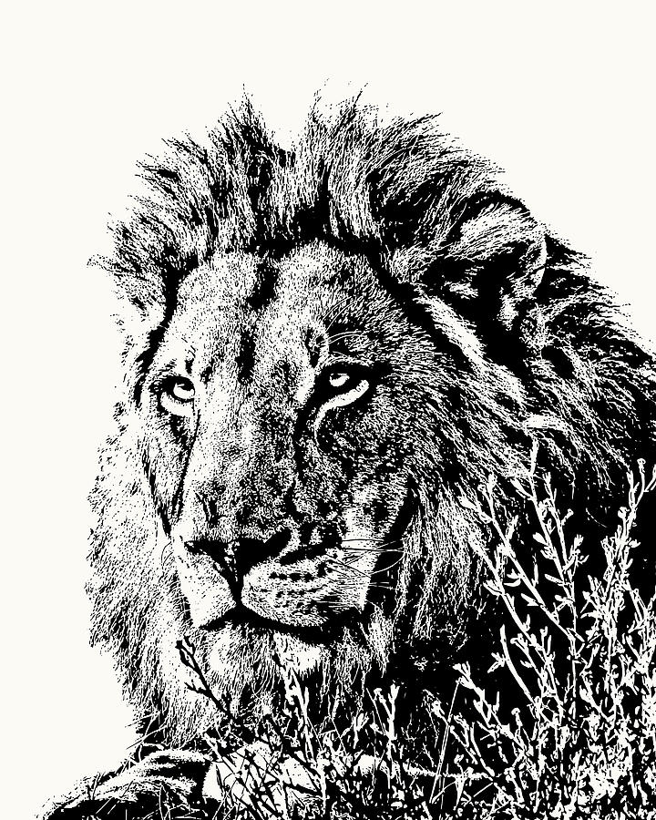 Lion Photograph - Big Male Lion Portrait by Scotch Macaskill Lion Photograph - Big Male Lion Portrait by Scotch Macaskill