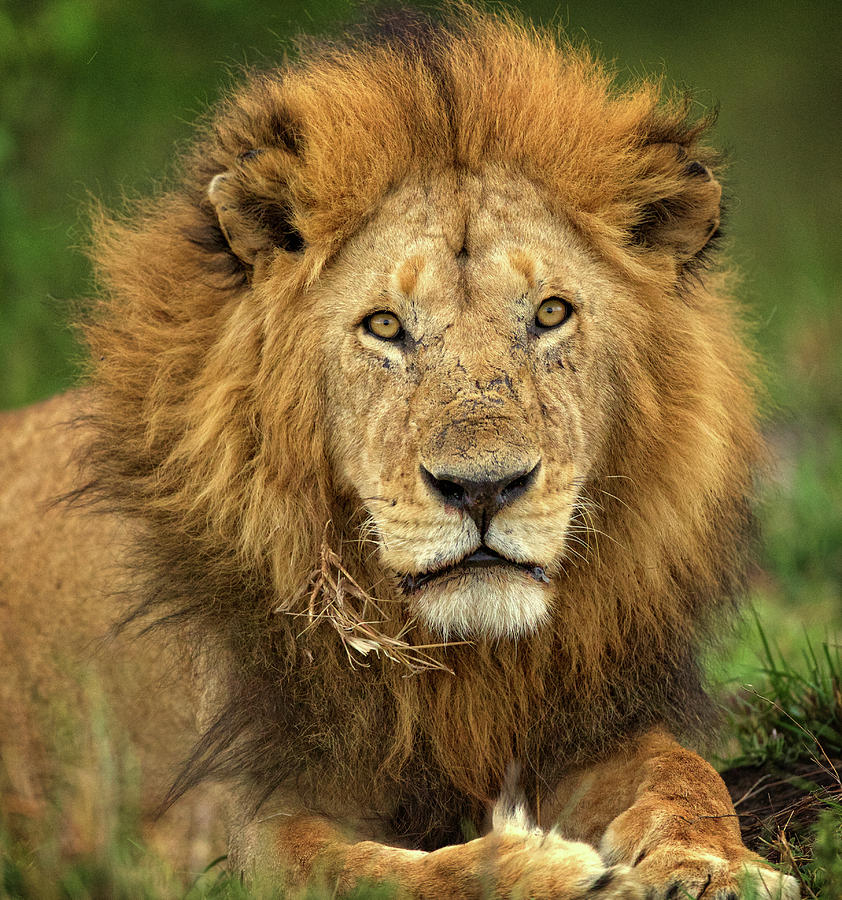 Big Male Lion Staredown Photograph by Steven Upton