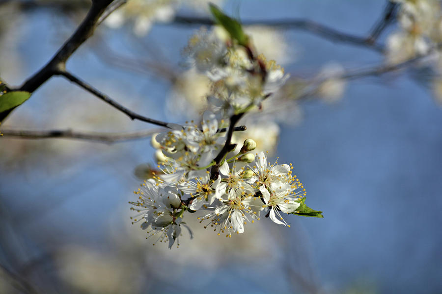 Big Marsh Blossoms Photograph by Bonfire Photography