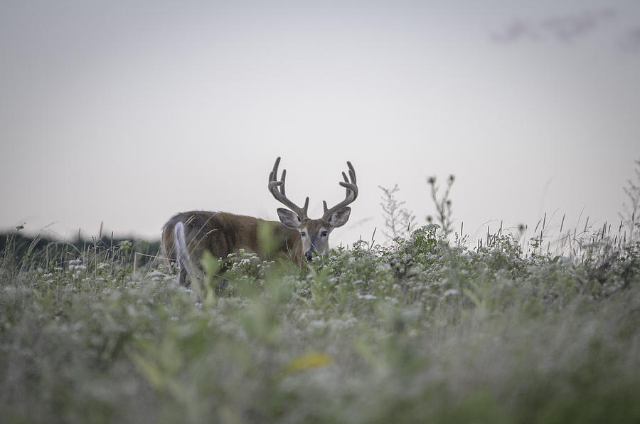 Big Meadow Deer Photograph by Michael Donahue