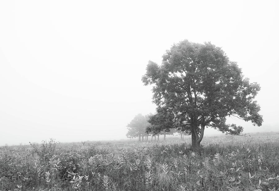 Big Meadows in Fog Photograph by Julie Richie