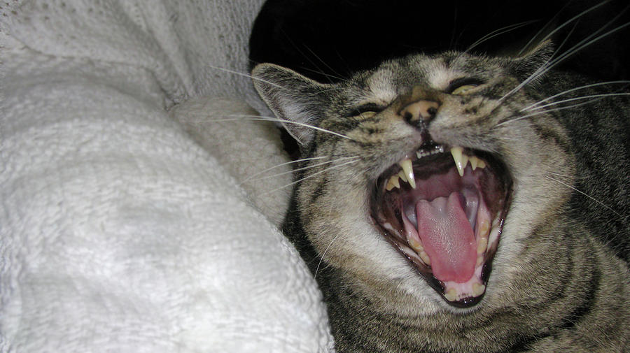 Cat Photograph - Big Mew by Nancy Morrison Cat Photograph - Big Mew by Nancy Morrison