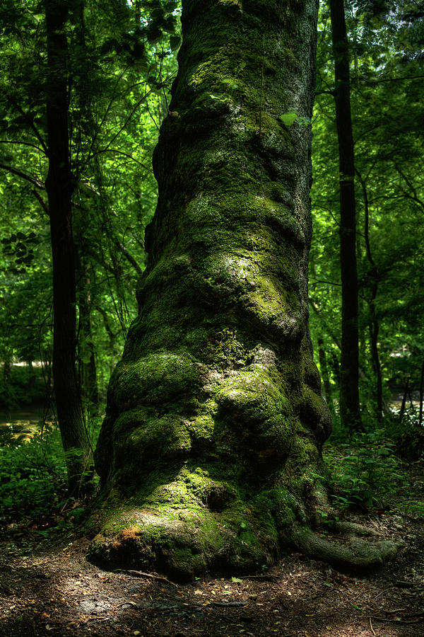 Big Moody Tree in Forest Photograph by Dennis Dame
