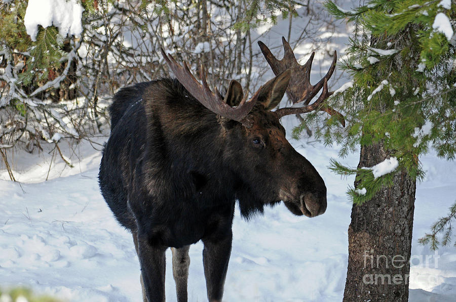 Big Moose Photograph by Cindy Murphy - NightVisions