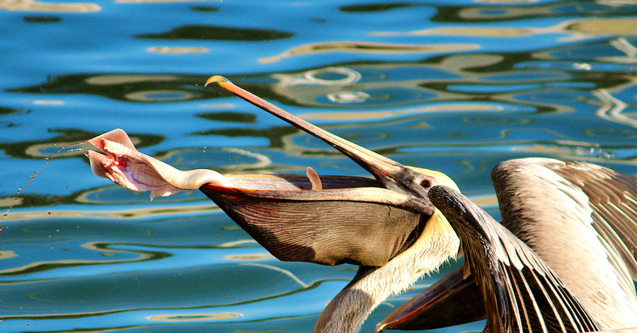 Pelican Photograph - Big Mouth Pelican by Cynthia Guinn