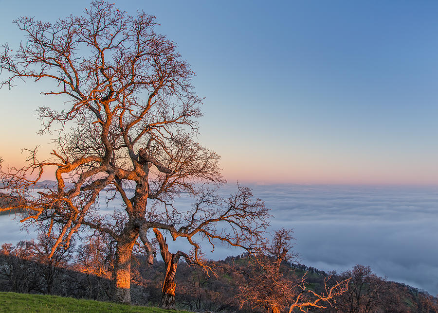 Big Oak Above Fog At Sunrise Photograph by Marc Crumpler