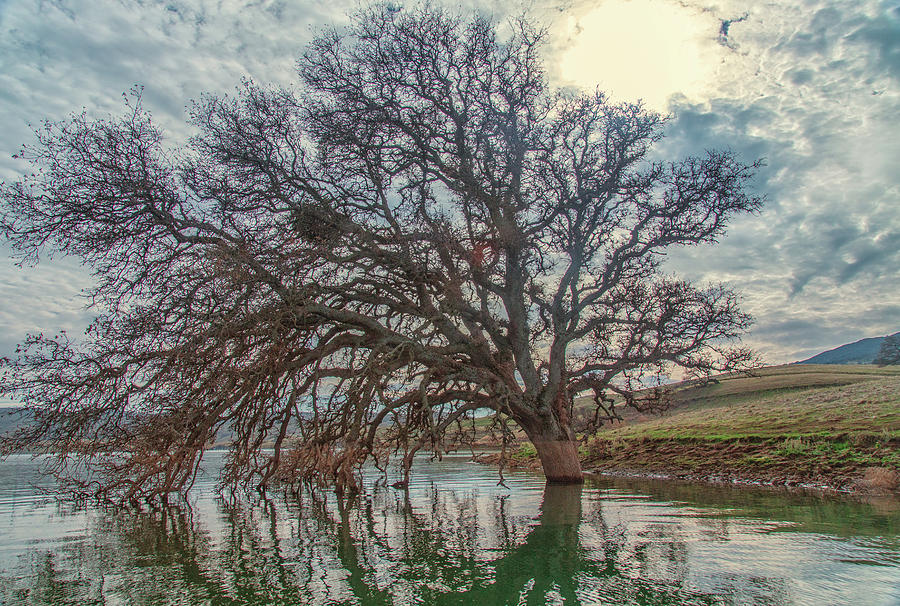 Big Oak in Water Photograph by Marc Crumpler