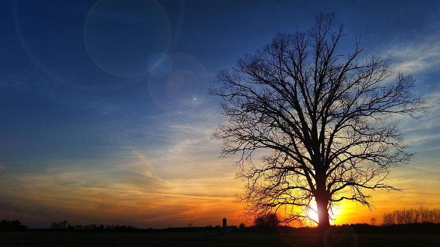 Big Oak Splendor Photograph by Brook Burling