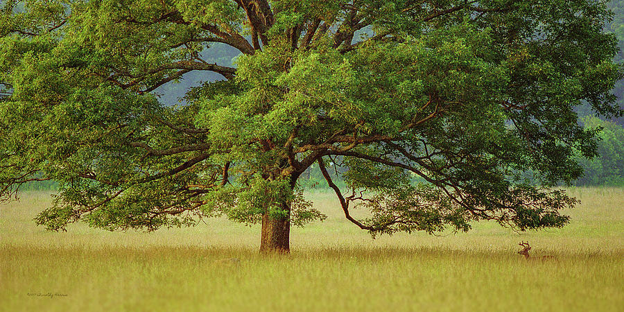 Big Oak Photograph by Timothy Harris