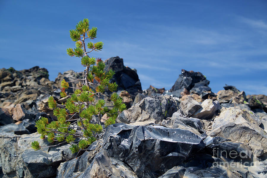 Big Obsidian Flow and a small pine tree Photograph by Bruce Block