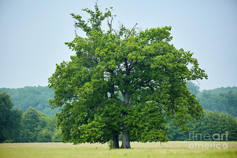 Big old oak tree on a meadow Photograph by Ragnar Lothbrok