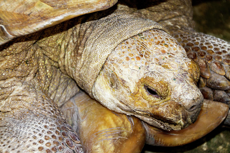 Big Old Tortoise Photograph by Bob Slitzan