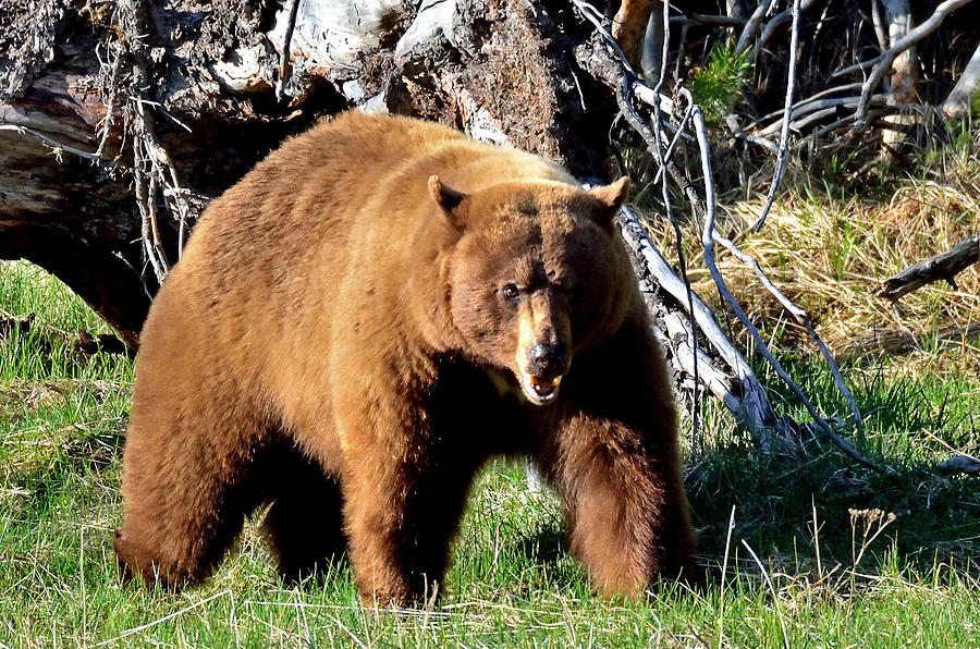 Big Ole Black Bear Photograph by Brian Wartchow - Fine Art America