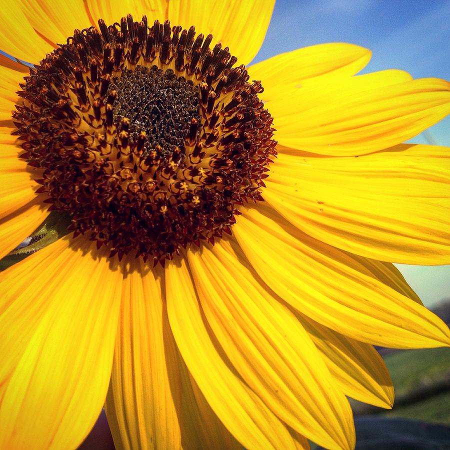Sunset Photograph - Big Ole Sunflower by Ashley K Blanchard