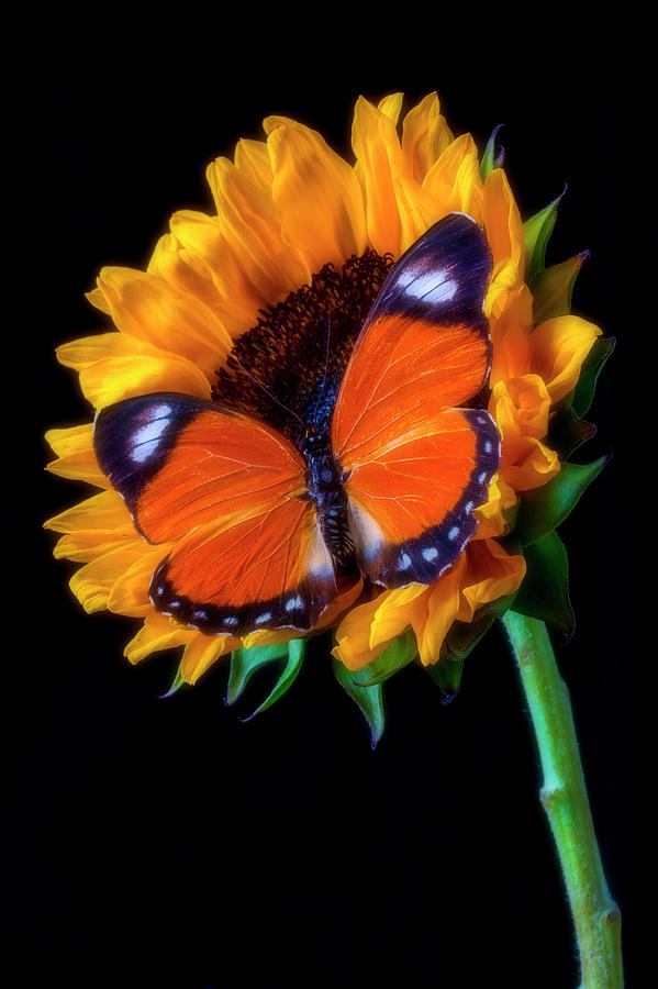 Big Orange Butterfly On Sunflower Photograph by Garry Gay