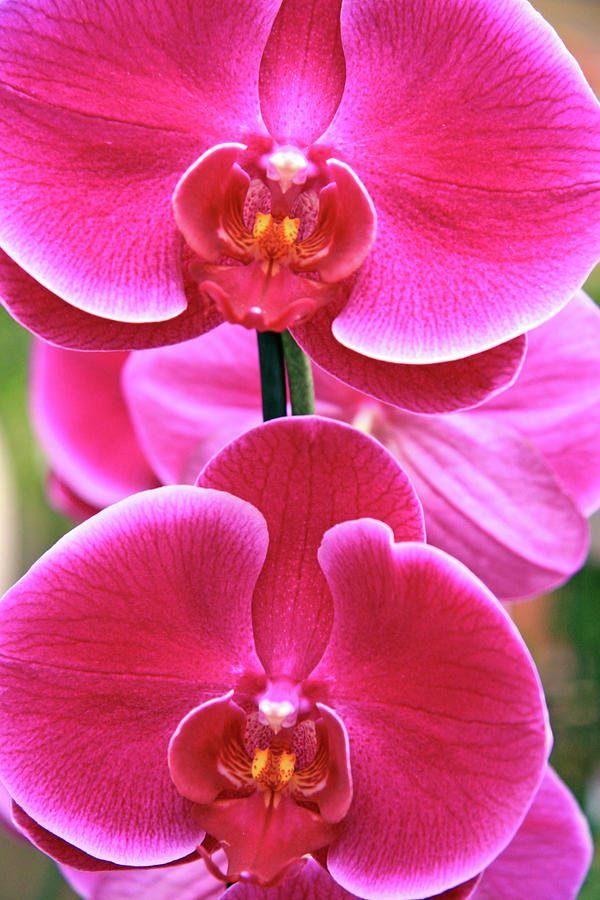 Big orchids Photograph by Lali Kacharava | Fine Art America