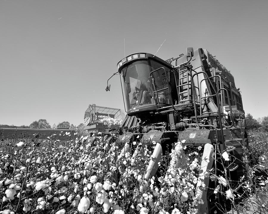 Big Picker in Black and White Photograph by David Zarecor