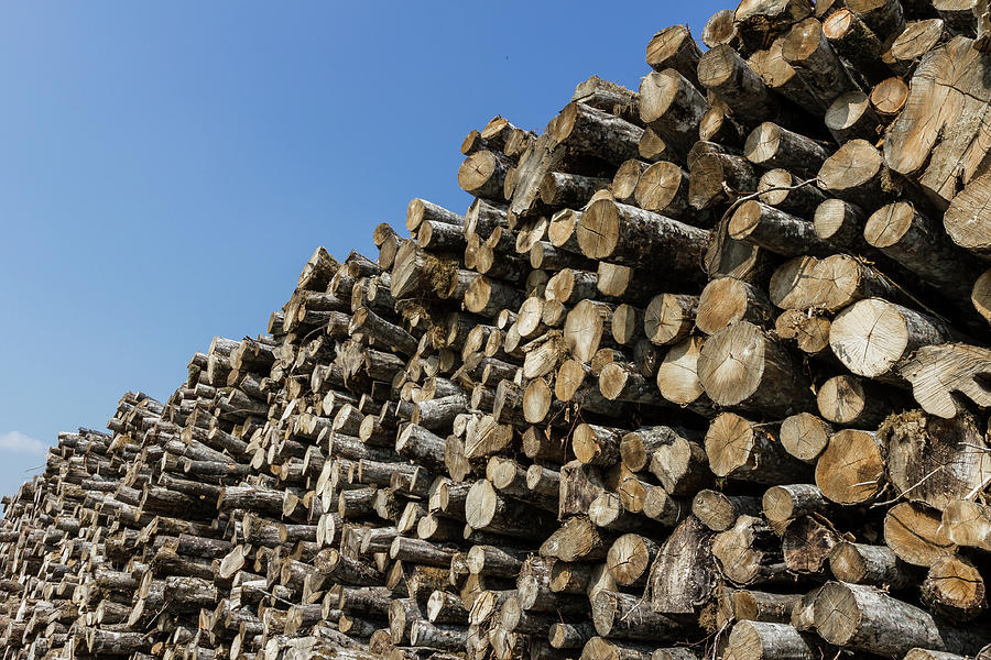 Big Pile Of Wood Logs Photograph by Germano Poli