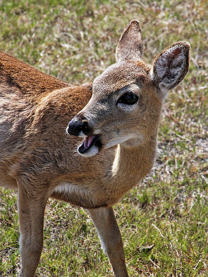 Big Pine Key Deer 2 Photograph by Bob Slitzan