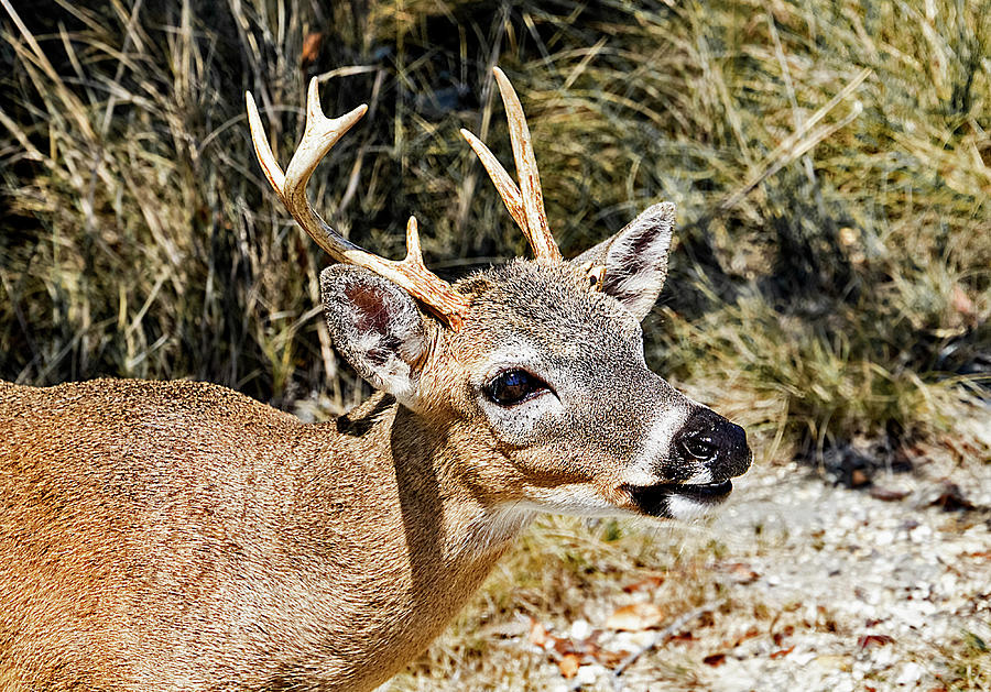 Big Pine Key Deer Photograph by Bob Slitzan