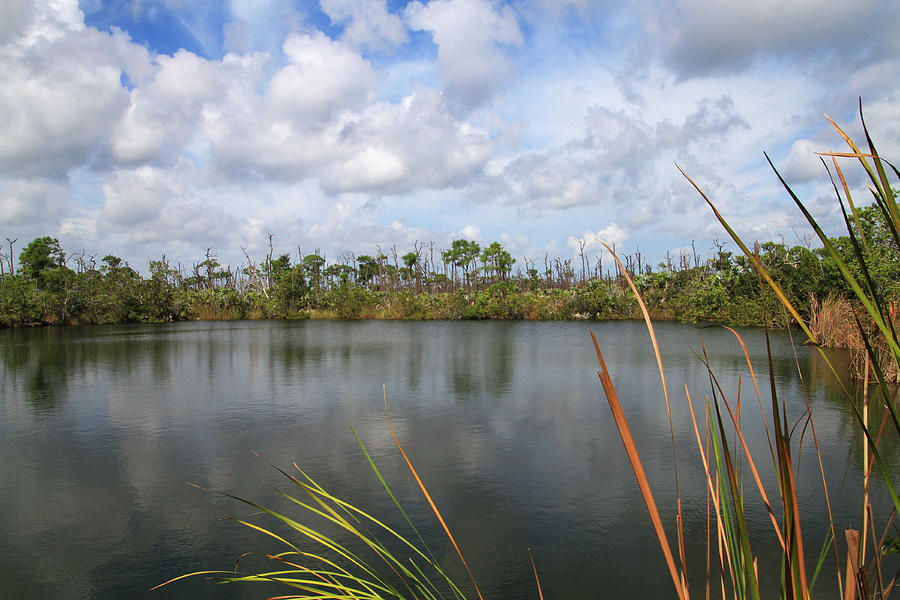 Big Pine Key Pond 2 Photograph by Bob Slitzan
