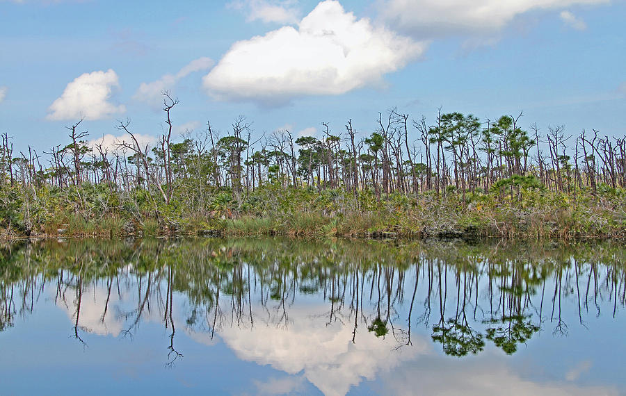 Big Pine Key Pond Photograph by Bob Slitzan