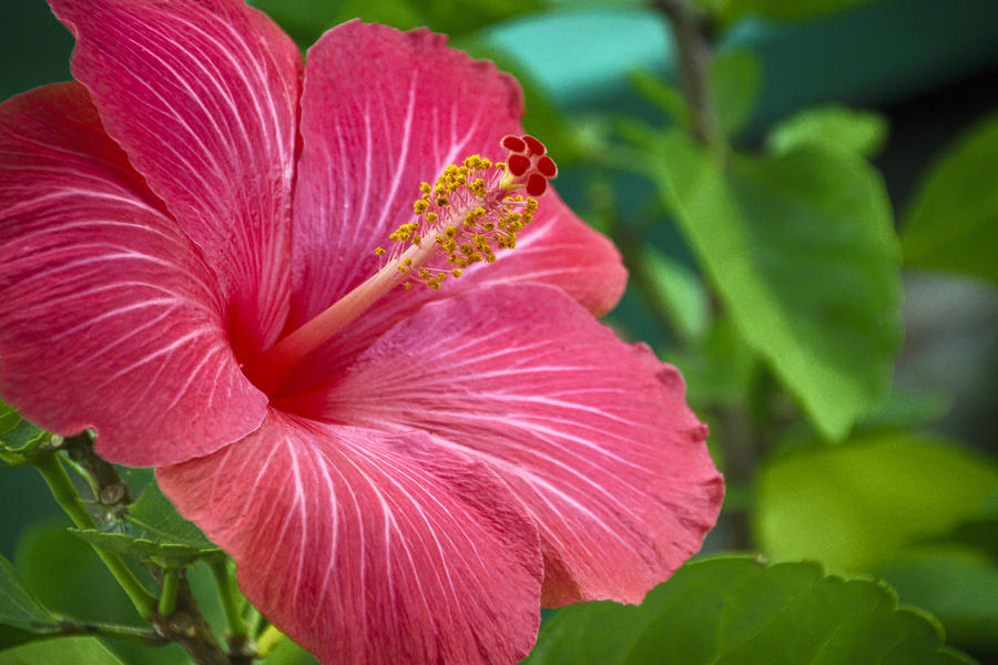 Big Pink Hibiscus Photograph by Jade Moon 