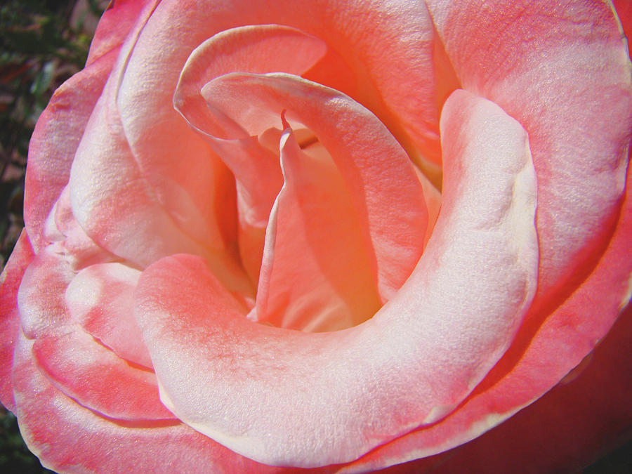 Big Pink Rose Flower art prints Baslee Troutman Photograph by Patti Baslee