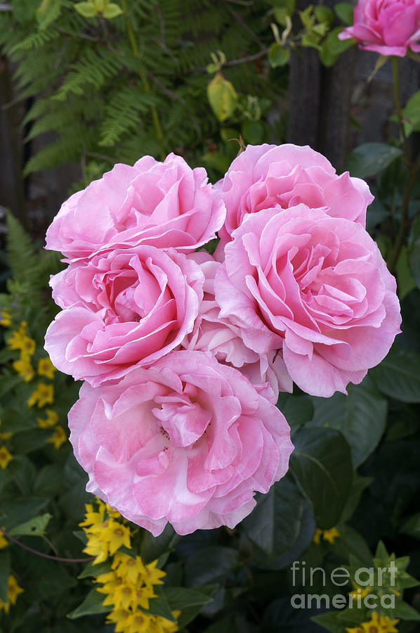 Rose Photograph - Big Pink Roses by John  Mitchell