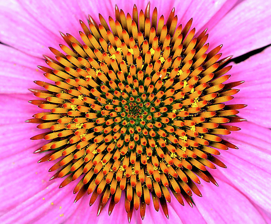 Big Pink Photograph by WAZgriffin Digital