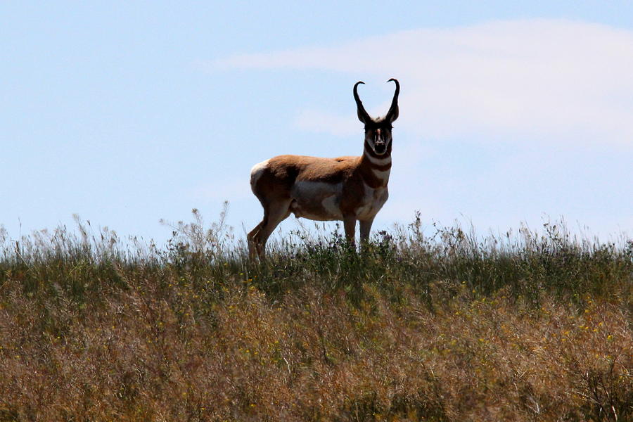 Big Pronghorn Buck Photograph by Dale Mark - Fine Art America