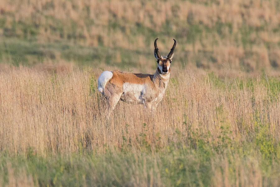 Big Pronghorn Buck on the Plains Photograph by Tony Hake