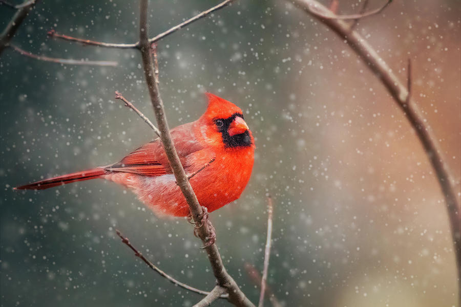 Cardinal Photograph - Big Puffy Cardinal by Jessica Nelson