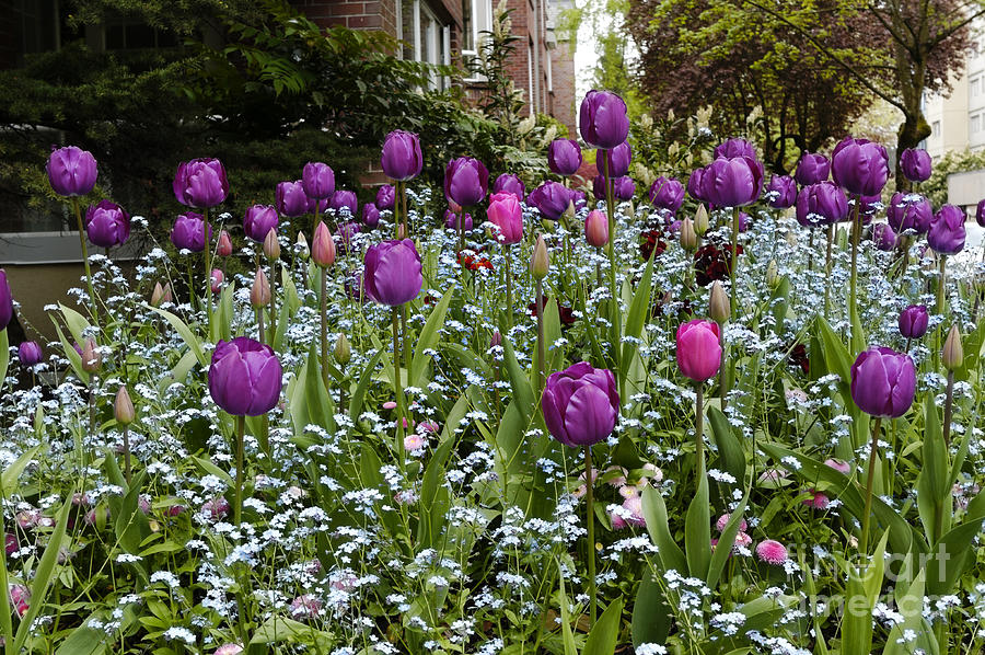 Big Purple Tulips Photograph by John  Mitchell