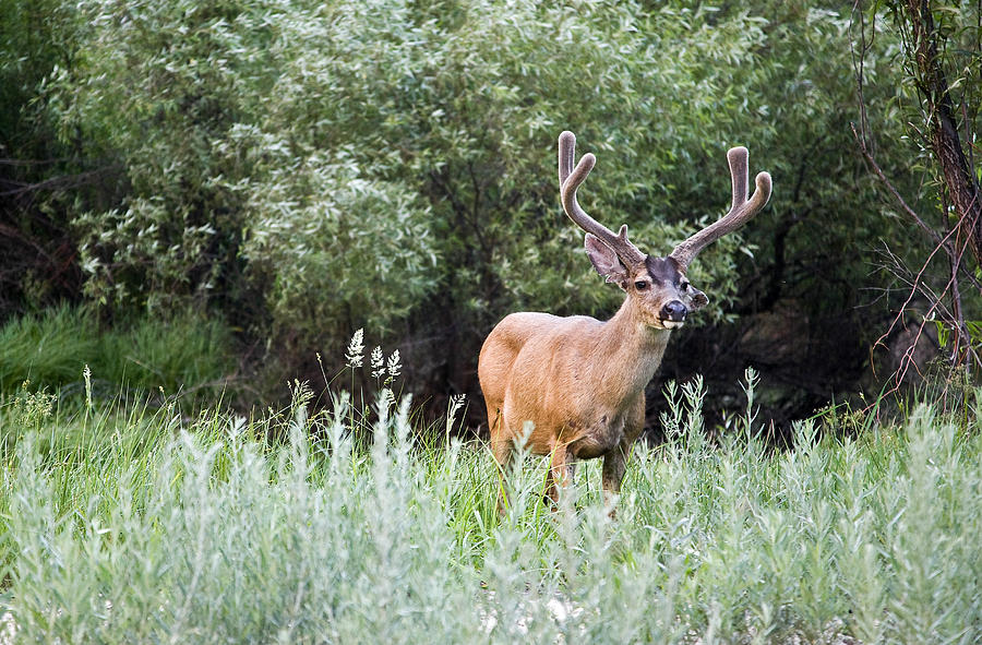 Big Rack Photograph by James Marvin Phelps