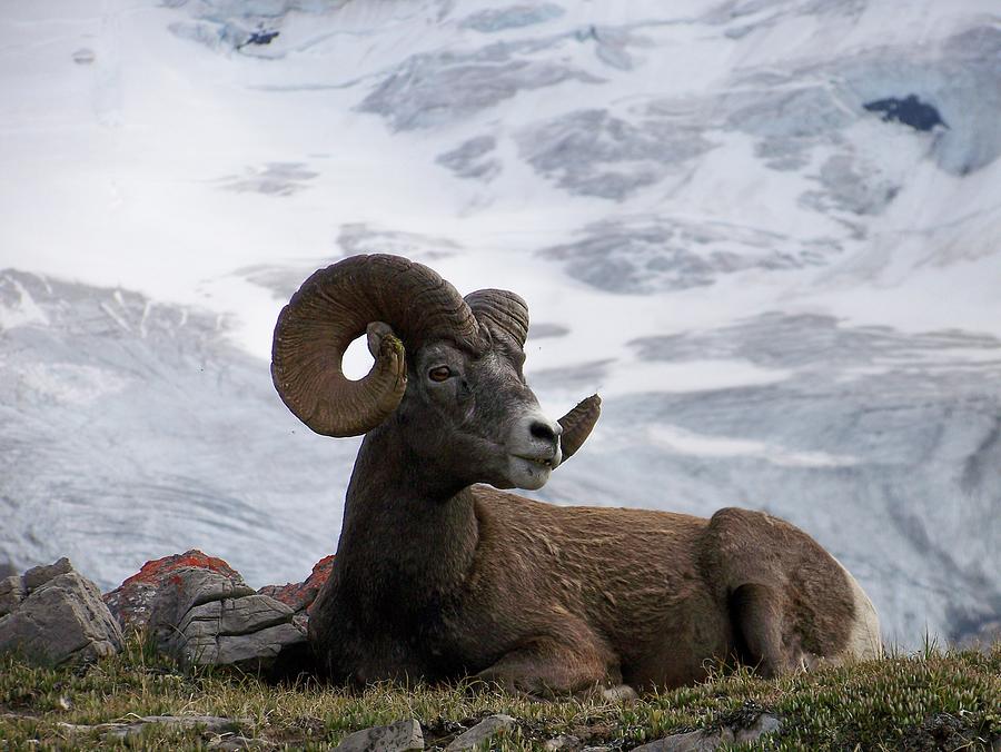 Banff National Park Photograph - Big Ram by Greg Hammond