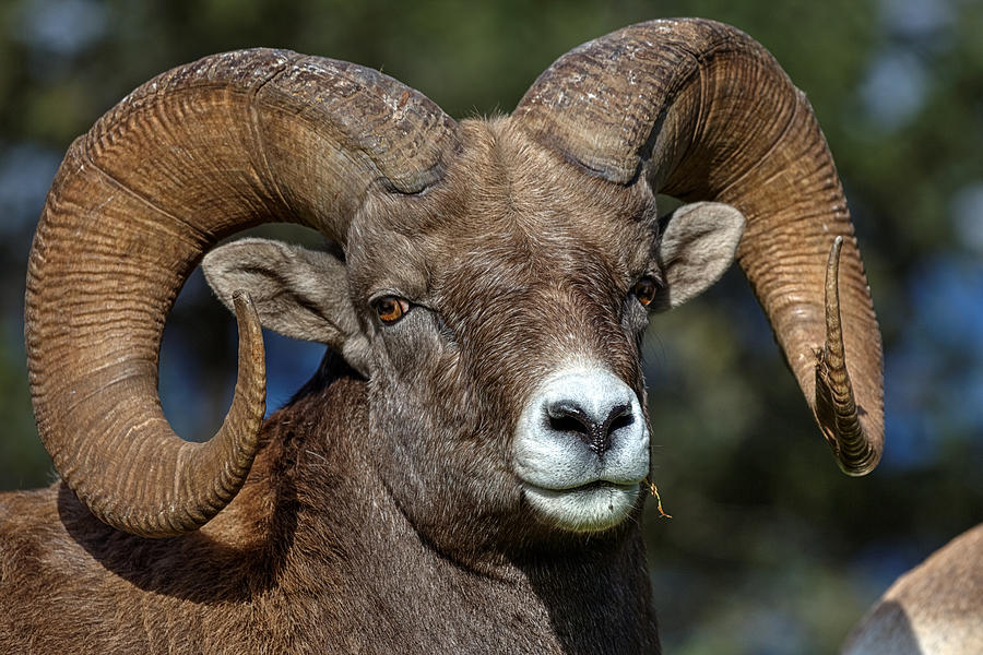 Big Ram portrait Photograph by James Anderson - Fine Art America