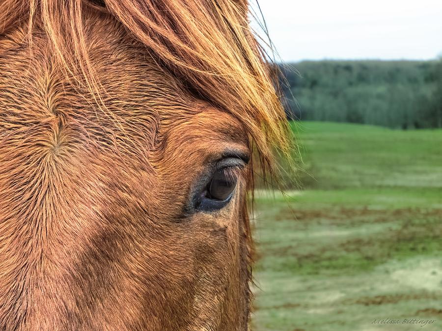 Big Red, Chestnut Horse Portrait Photograph by Melissa Bittinger