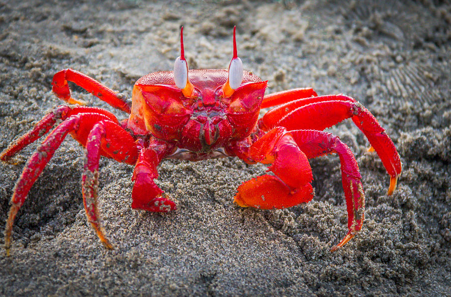 Big Red Crab by Shafayat Imagery