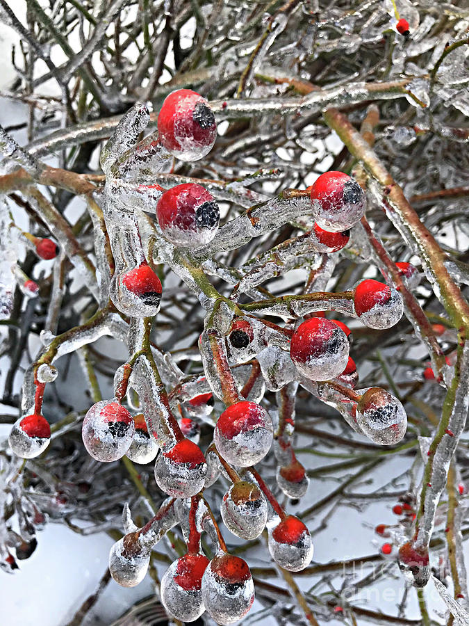 Big Red Frozen Berries Photograph by Randy Harris