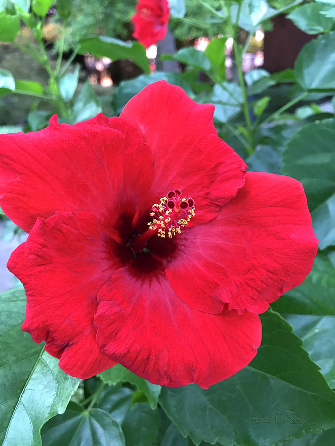 Big Red Hibiscus, Yes I Am Photograph by Robert J Sadler