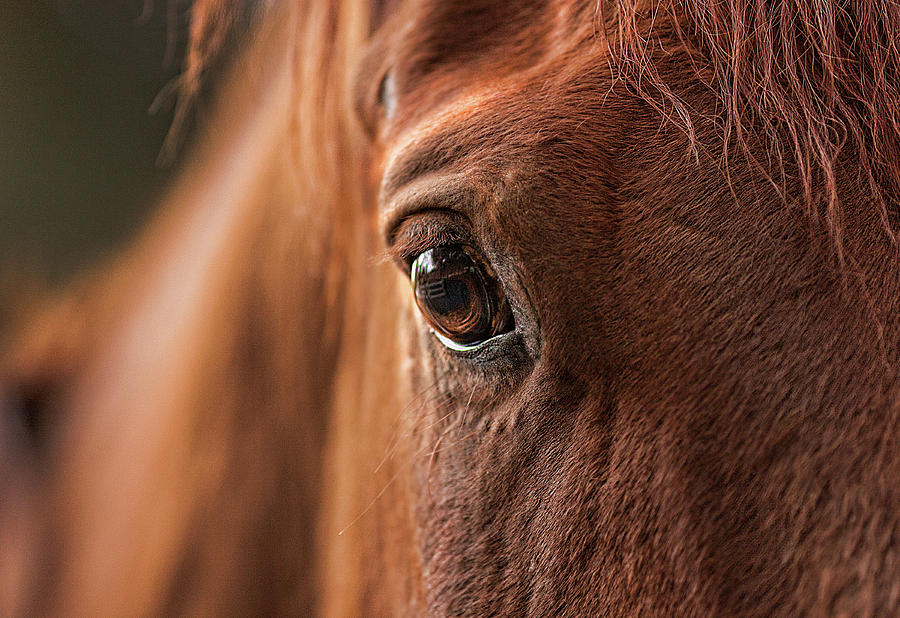 Big Red Horse Photograph by JoAnn Silva