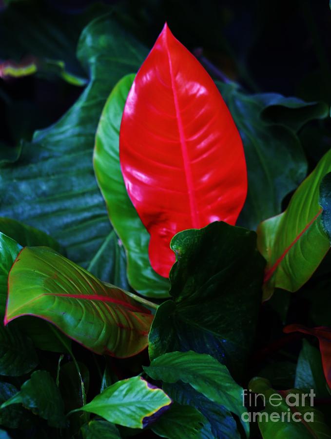 Big Red Leaf Photograph by Craig Wood