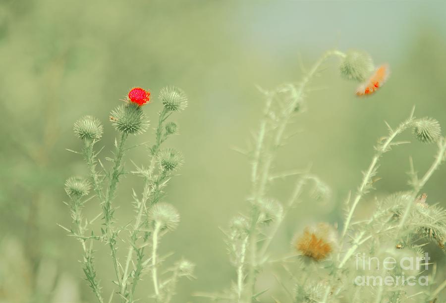 Big red, Little red Photograph by Merle Grenz