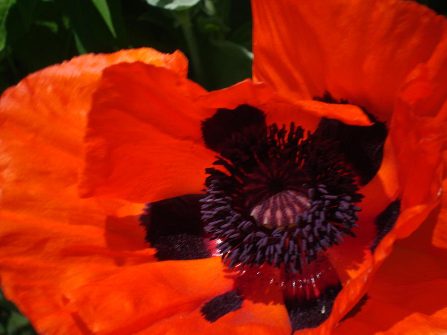 Big Red Oriental Poppy Photograph by B Rossitto